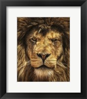 Lion King Fine Art Print
