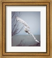 Snowy Owl In Flight Fine Art Print