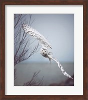 Snowy Owl In Flight Fine Art Print