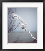Snowy Owl In Flight Framed Print