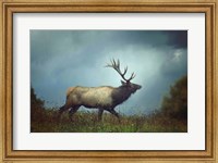 The Elk Fine Art Print