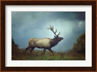 The Elk Fine Art Print