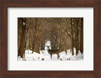 The Forest of Snow White Fine Art Print