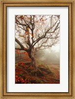 Tree of Seasons Fine Art Print