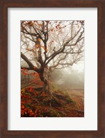 Tree of Seasons Fine Art Print