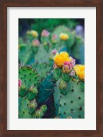 Spring Cacti No. 1 Fine Art Print