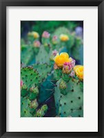 Spring Cacti No. 1 Fine Art Print