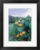 Spring Cacti No. 2 Fine Art Print