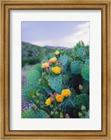 Spring Cacti No. 2 Fine Art Print