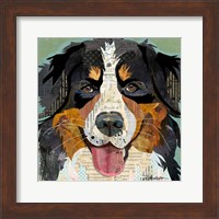 Bernese Fine Art Print