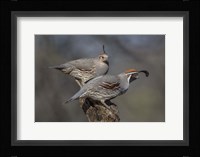 Honey, You go First Fine Art Print