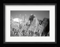 Canyon Sagebrush Fine Art Print