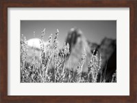 Canyon Sagebrush Fine Art Print