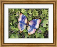 Garden Butterfly Fine Art Print