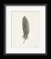 Springtime Feather II Framed Print