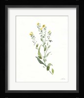 Flowers of the Wild IV Framed Print