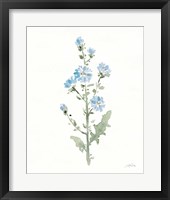 Flowers of the Wild III Framed Print