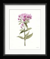 Flowers of the Wild II Framed Print