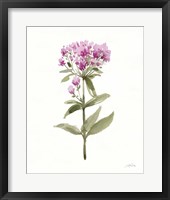 Flowers of the Wild II Framed Print