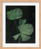 Palm Botanical III Black Fine Art Print