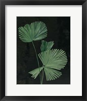 Palm Botanical III Black Fine Art Print