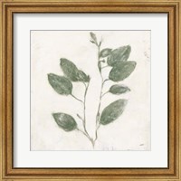 Plantlife II Green Fine Art Print