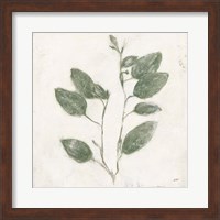 Plantlife II Green Fine Art Print