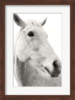 A Horse Named Lady II BW Fine Art Print