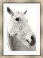 A Horse Named Lady II BW Fine Art Print