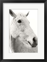 A Horse Named Lady II BW Fine Art Print