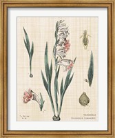 Gladiola Chart Linen Fine Art Print