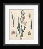 Gladiola Chart Linen Fine Art Print