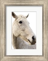 A Horse Named Lady II Fine Art Print