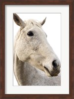 A Horse Named Lady II Fine Art Print