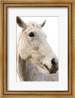 A Horse Named Lady II Fine Art Print