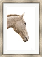 A Horse Named Lady I Fine Art Print