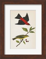 Scarlet Tanager Bright Fine Art Print