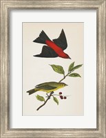 Scarlet Tanager Bright Fine Art Print