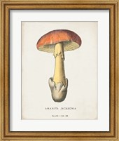 Mushroom Study IV Fine Art Print