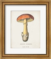 Mushroom Study IV Fine Art Print