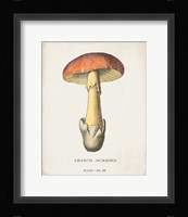 Mushroom Study IV Framed Print