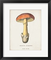 Mushroom Study IV Framed Print