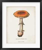 Mushroom Study III Fine Art Print