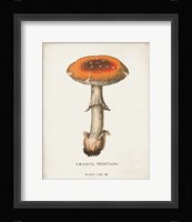 Mushroom Study III Framed Print