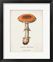 Mushroom Study III Framed Print