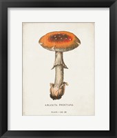 Mushroom Study III Framed Print