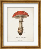 Mushroom Study II Fine Art Print