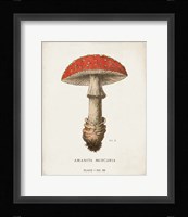 Mushroom Study II Framed Print