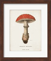 Mushroom Study II Fine Art Print