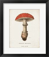 Mushroom Study II Framed Print